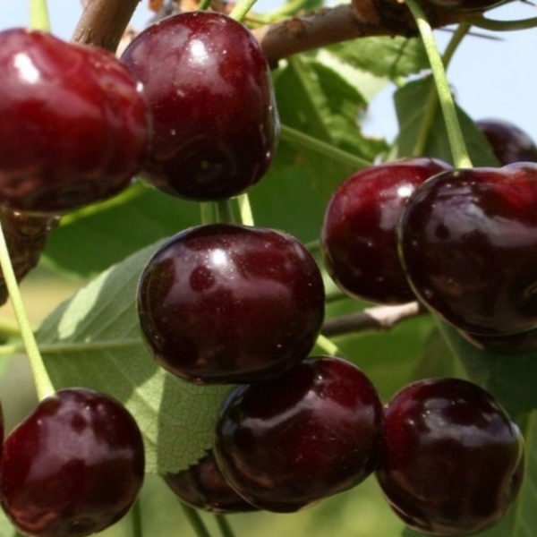 Вишня Харитоновская (средний сорт) 5-летка 200-300 РАг/19