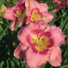 Лилейник (Hemerocallis) Дресс Пинк С3 ГлХ/26