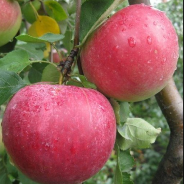 Основное изображение товара