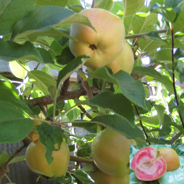 Основное изображение товара