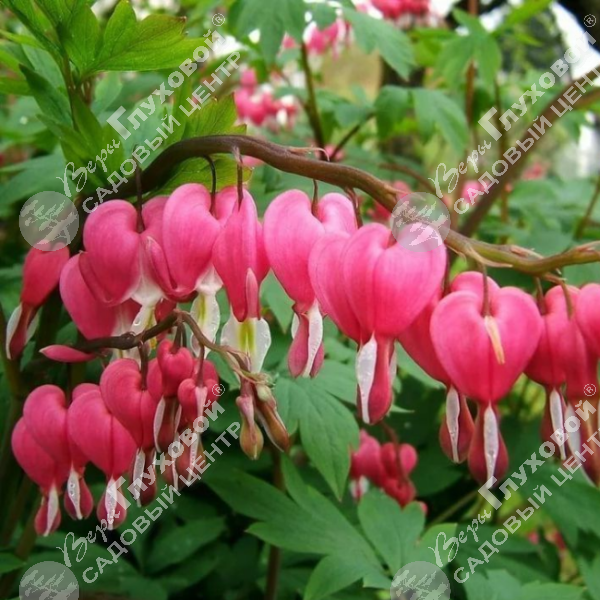 Дицентра великолепная на фото