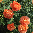 Роза флорибунда Д. Остин 