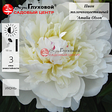 Основное изображение товара