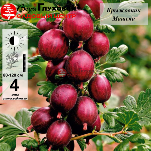 Рисунок 98.jpg