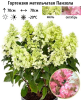 Гортензия метельчатая (Hydrangea paniculata) Панзола Р9 СП/26