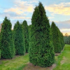 Туя западная "Колумна" на фото