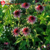 Эхинацея пурпурная (Echinacea purpurea) Грин Твистер С2 ГлХ/26