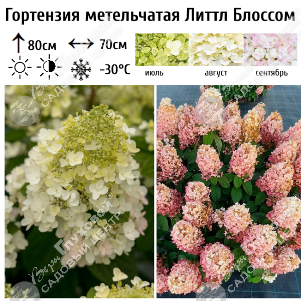 Гортензия метельчатая "Литтл Блоссом" на фото