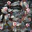 Пузыреплодник калинолистный 