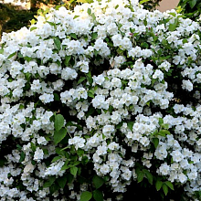 Чубушник Виргинал - Philadelphus Virginal