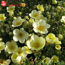 Основное изображение товара