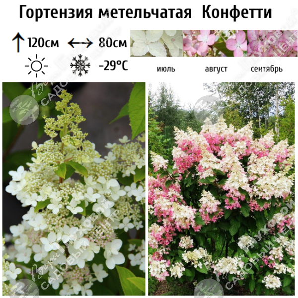 Гортензия метельчатая "Конфетти" на фото