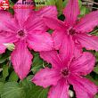 Клематис 