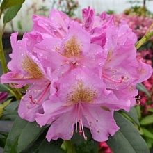 Основное изображение товара