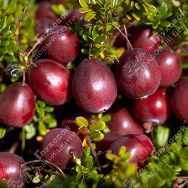 Клюква крупноплодная "Бен Лир" на фото