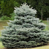 Ель колючая (Picea pungens) Глаука Глобоза  30-40 С5-7 ИТ/25