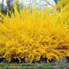 Форзиция промежуточная (Forsythia intermedia) Курталин С3 СП/25
