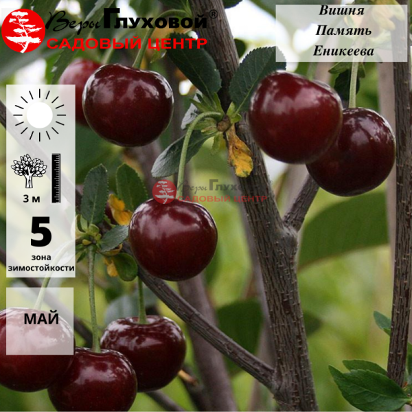 Вишня Памяти Еникеева (среднеранний сорт)