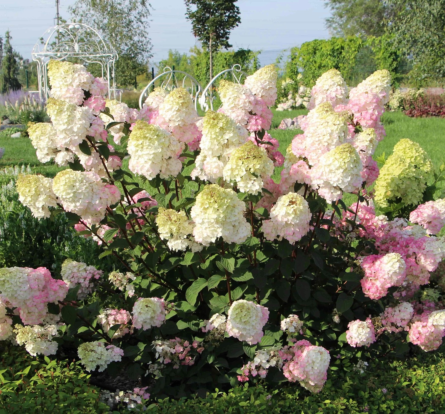 Сорт гортензии Самарская Лидия