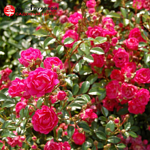 Основное изображение товара