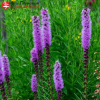 Лиатрис колосковый (Liatris spicata) Кобольт С2 ГлХ/26