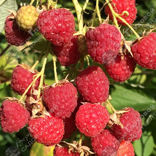 Малина "Химбо Топ" на фото