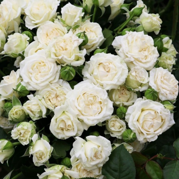 Основное изображение товара