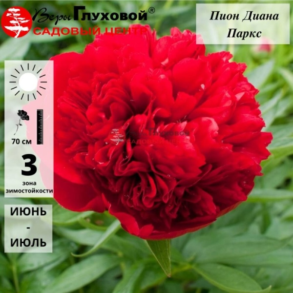 Основное изображение товара