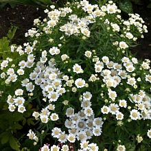 Основное изображение товара