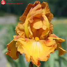 Основное изображение товара