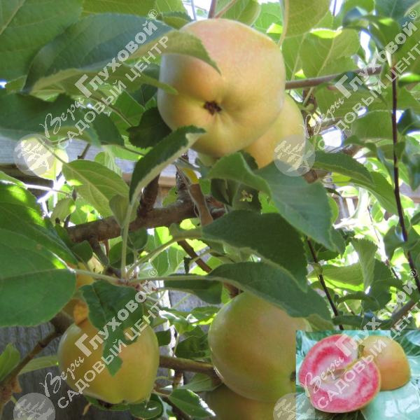 Яблоня "Пинк Перл" на фото