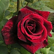 Роза чайно-гибридная 