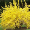 Форзиция промежуточная (Forsythia intermedia) Голдзаубер С3 СП/23