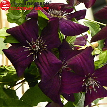 Основное изображение товара