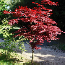 Основное изображение товара