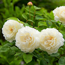 Основное изображение товара