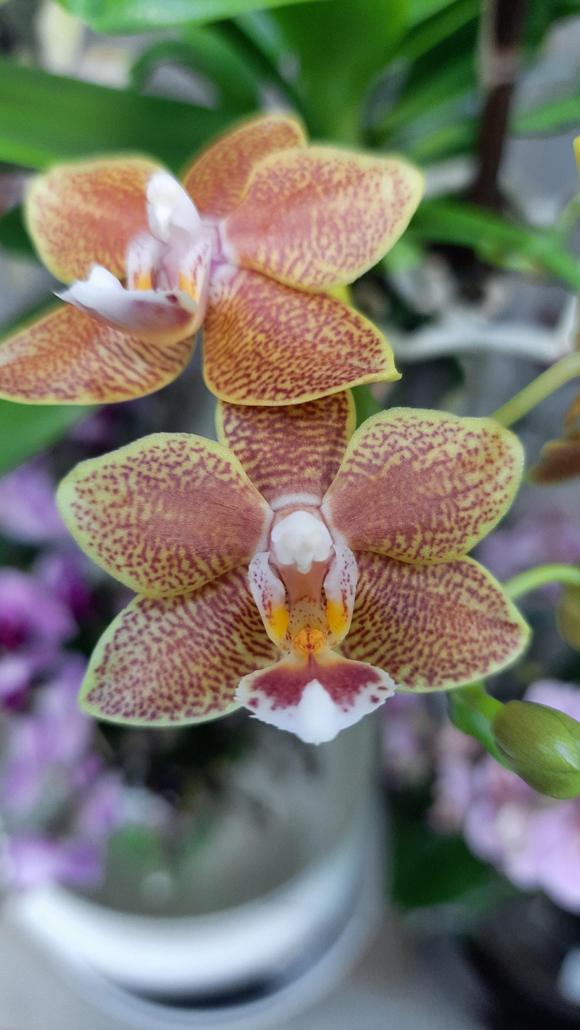 Новое поступление комнатных растений