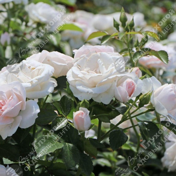 Роза полиантовая "Aspirin" на фото