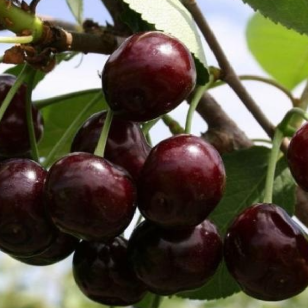 Дюка Кормилица (Черевишня) (ранний сорт)