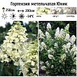 Гортензия метельчатая 