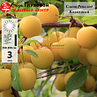 Слива 