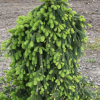 Ель обыкновенная (Picea abies) Инверса  60-80 С13 НБл/26