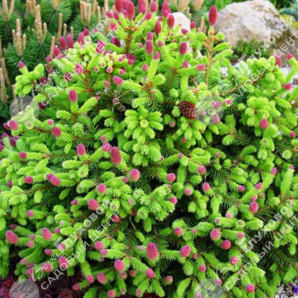 Ель обыкновенная "Пуш" на фото