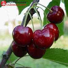 Основное изображение товара