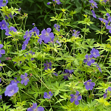 Основное изображение товара