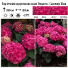 Гортензия крупнолистная "Эндлесс Саммер Саммер Лав" на фото