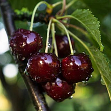 Основное изображение товара