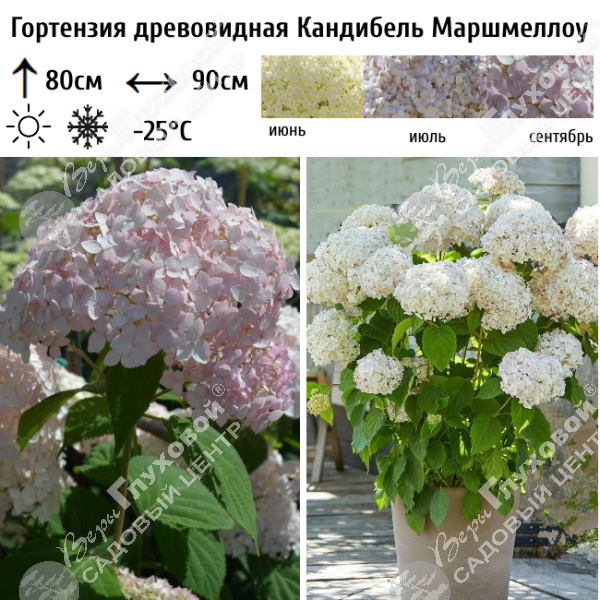 Гортензия древовидная "Кандибель Сорбет" на фото