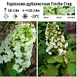 Гортензия дуболистная 