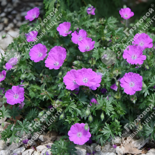 Герань кроваво-красная  "Макс Фрай" на фото